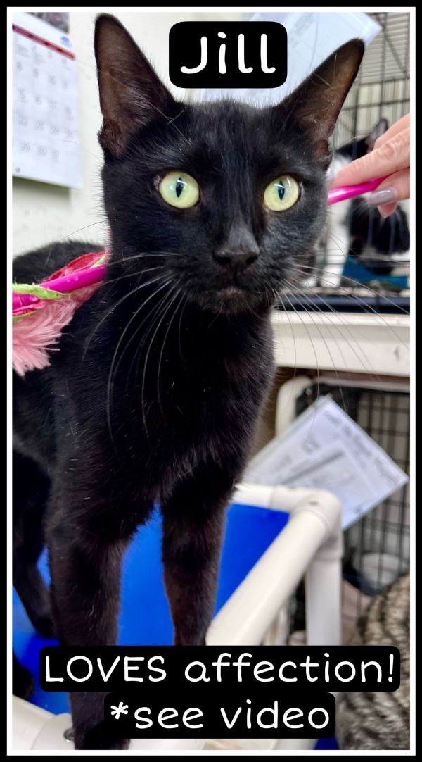 Jillwillow Grove photo 1