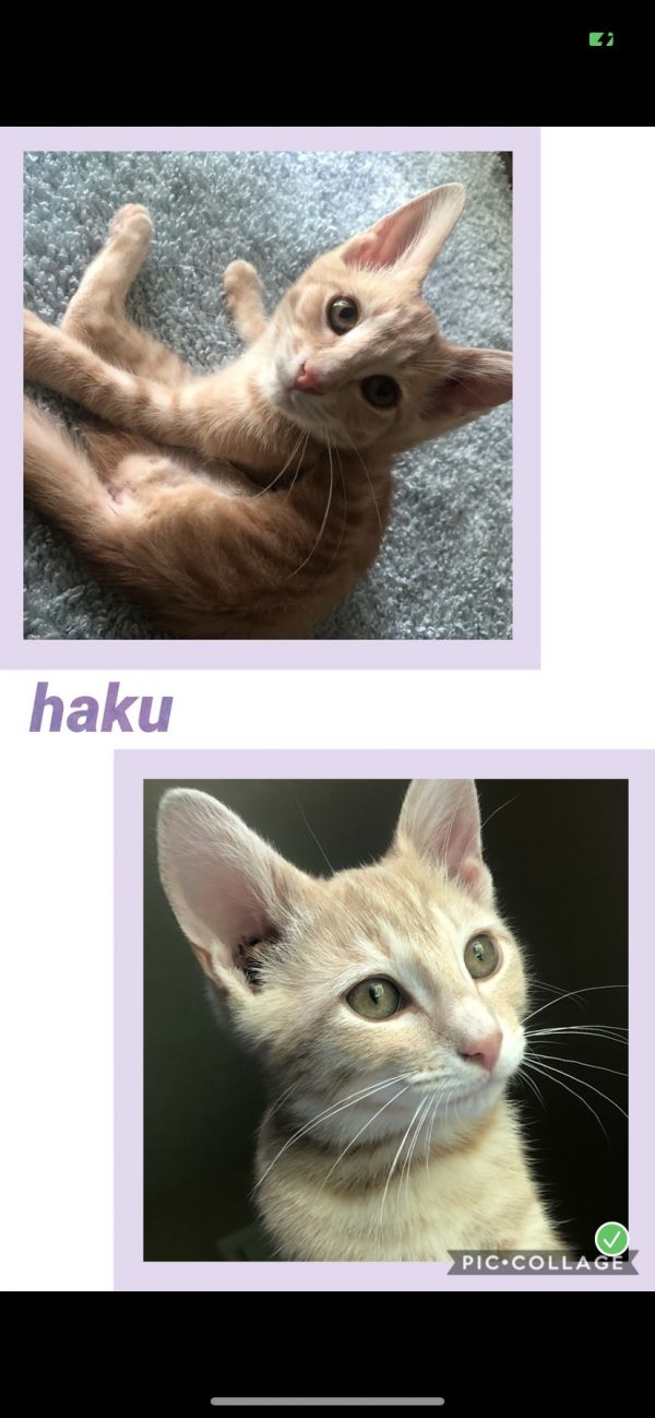 Haku