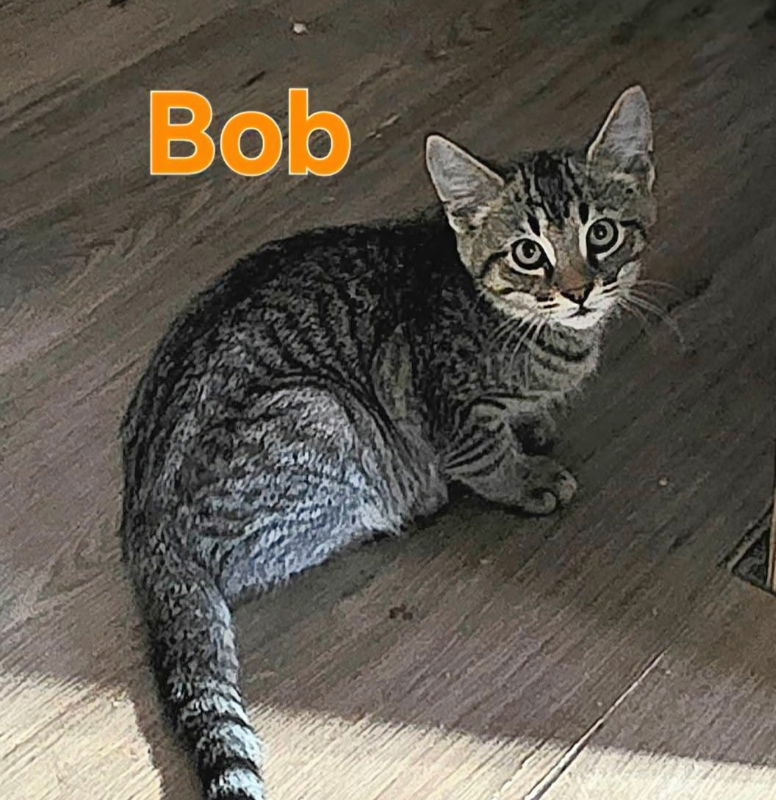 Bob