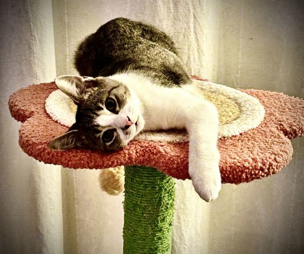 Charlles thumbnail 3