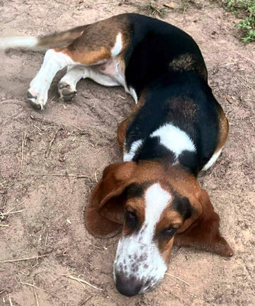 DAISY - ADOPTION PENDING!