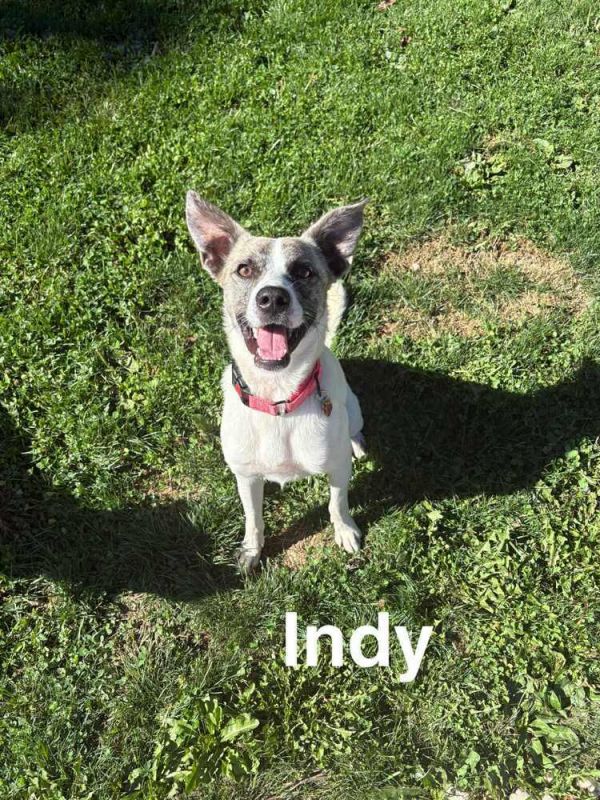 Indy