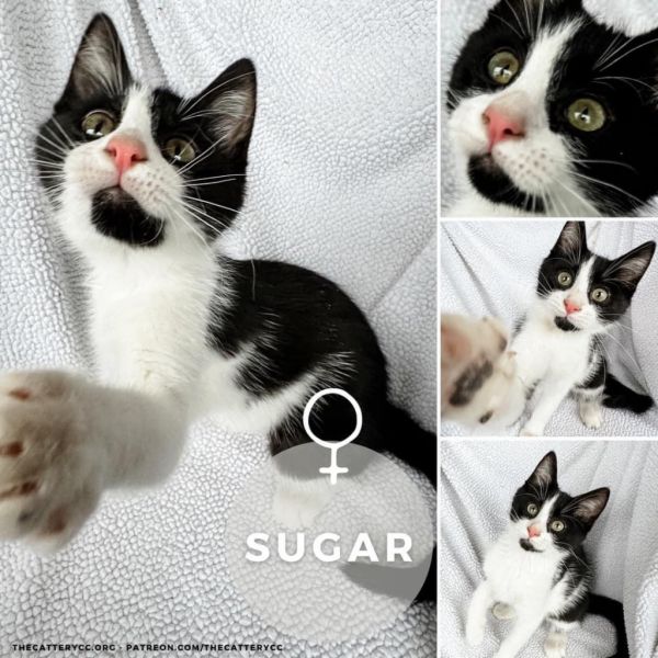 Sugar