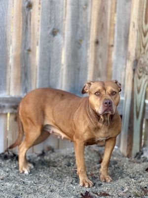 Jefferson dogs (Red nose)