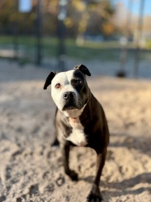 Jefferson dogs (Little Coka mama)