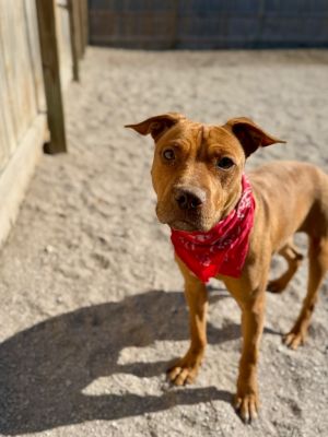 Jefferson dogs (Baby Coka)