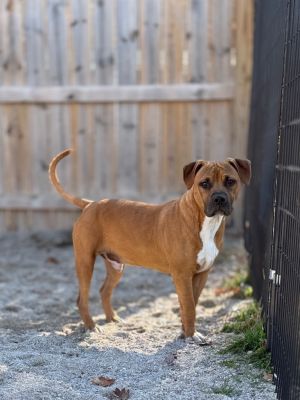 Jefferson dogs (Bobo)