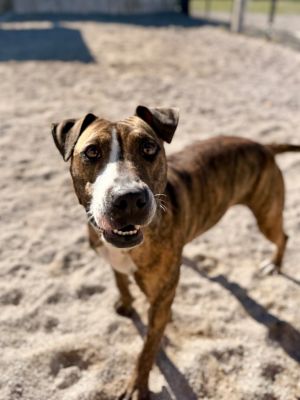 Jefferson dogs (Coka)