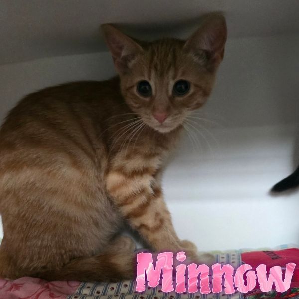 Minnow