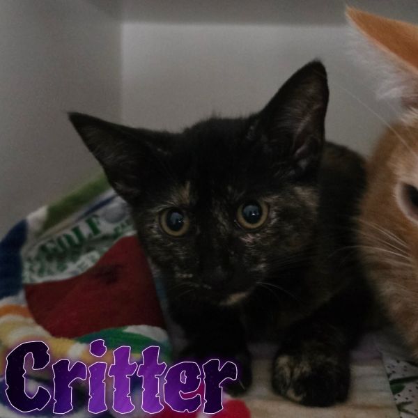 Critter