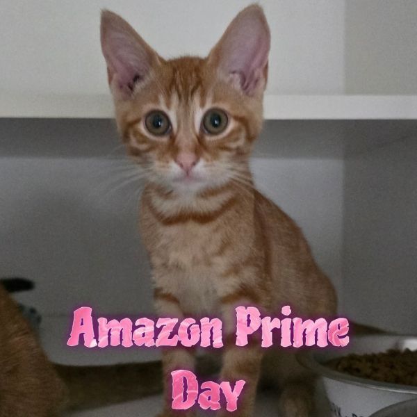Amazon Prime Day