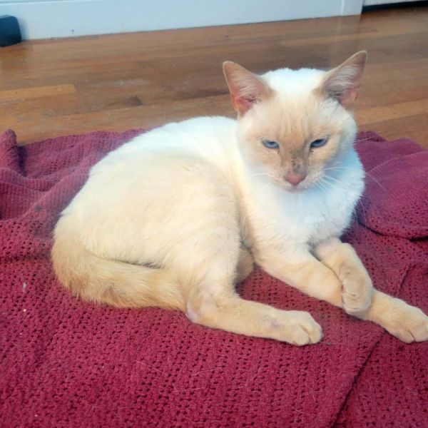 Lt. Dan (fka Stanky Legg)