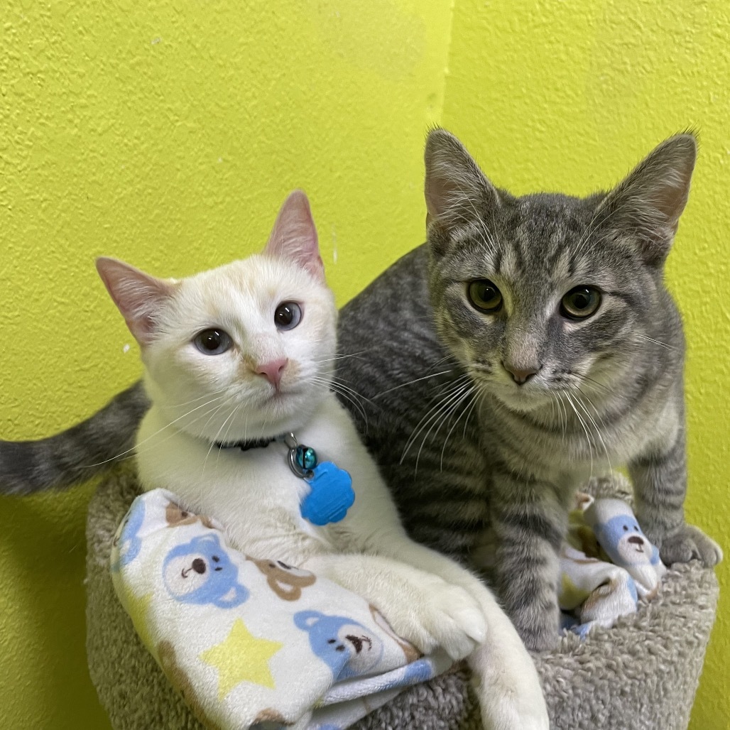 Saffron and Sterling