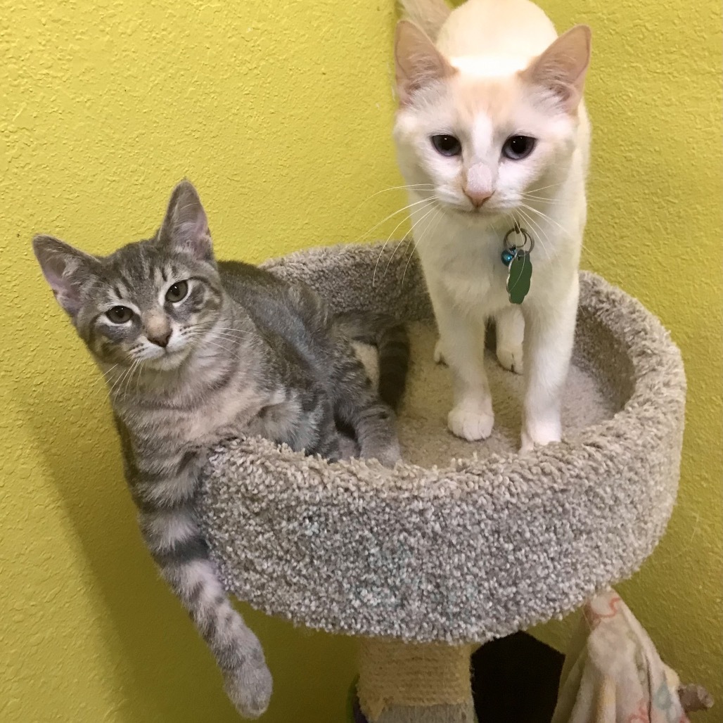 Saffron and Sterling