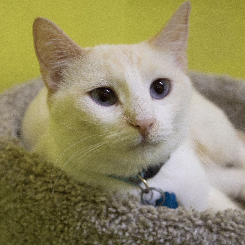 Saffron and Sterling