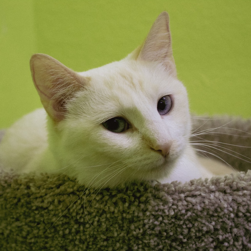 Saffron and Sterling