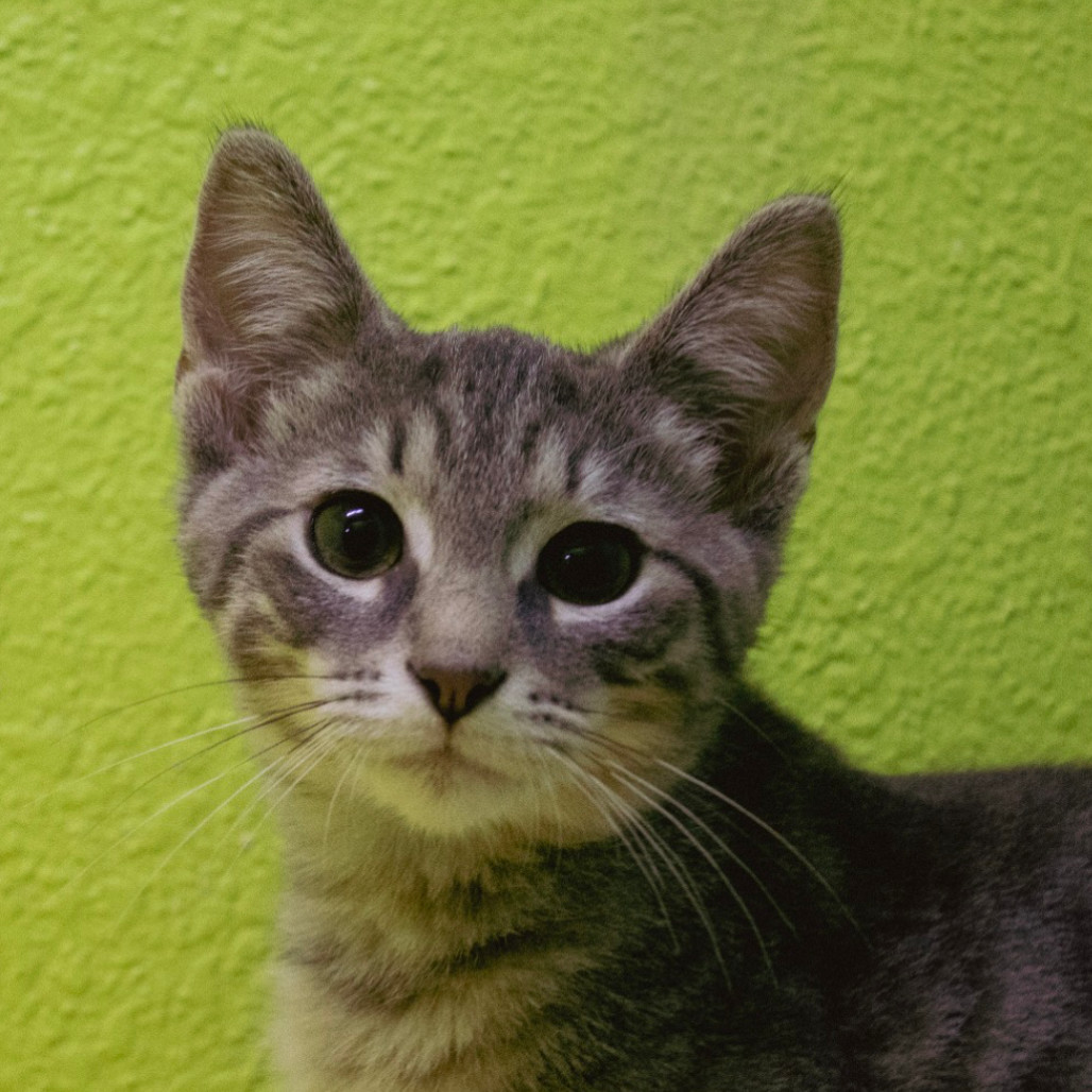 Saffron and Sterling