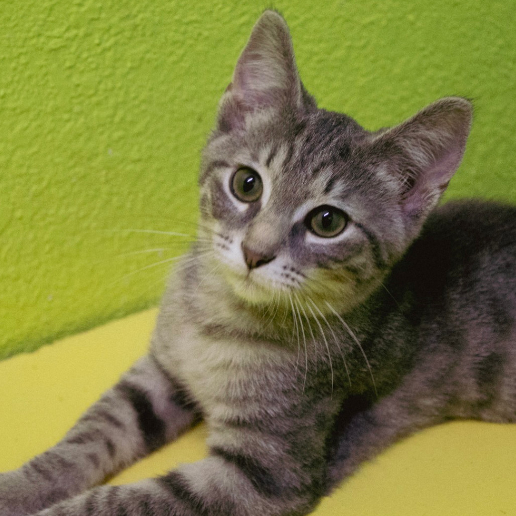 Saffron and Sterling