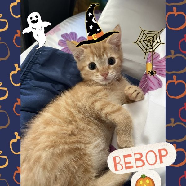 Bebop (bonded with Jasper)