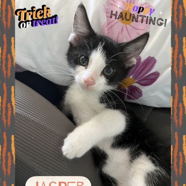 Jasper (bonded with Bebop)