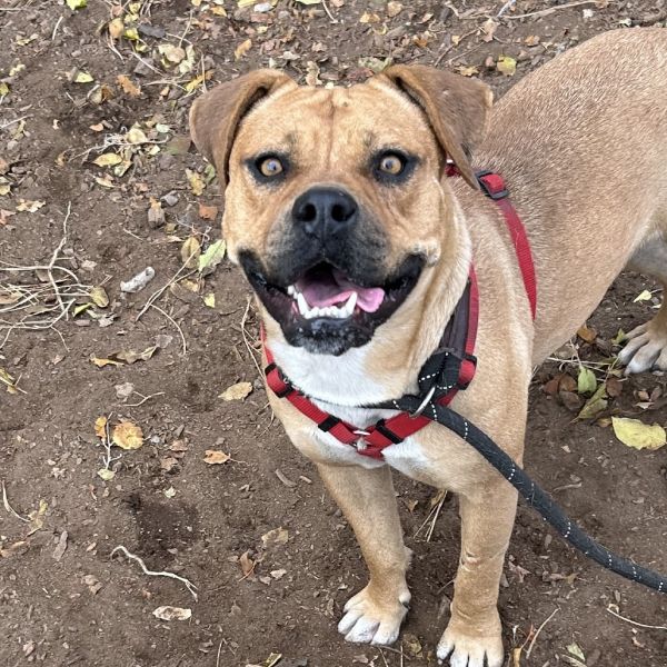 Lonnie - Must Go Home With Another Dog