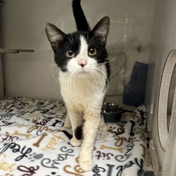 Tux *Meet me at Plymouth Petsmart*