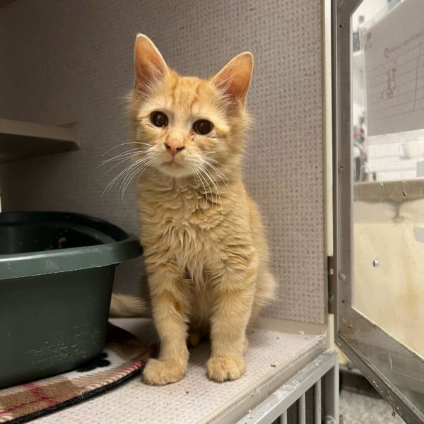 Topeka *Meet me at Eagan Petsmart*