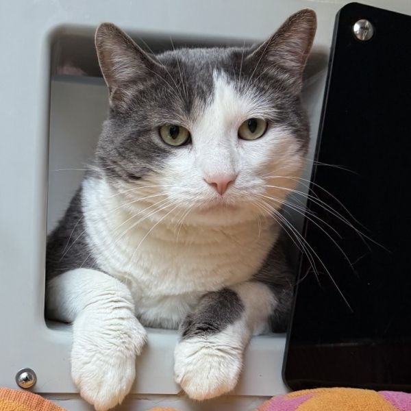 High Priestess Daniel