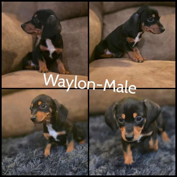 Waylon