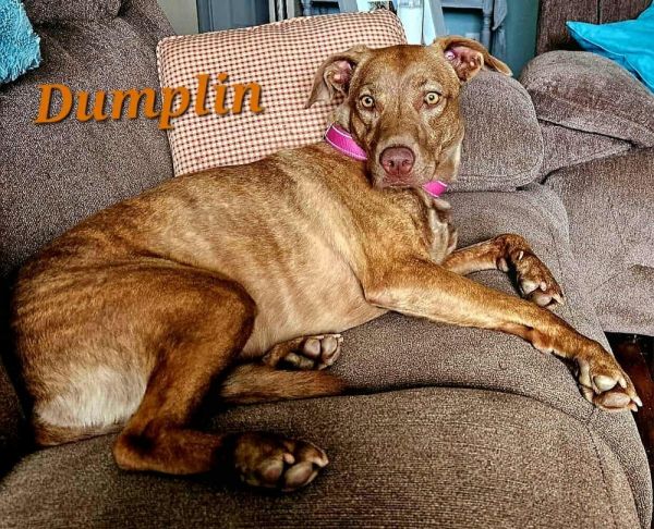 Dumplin