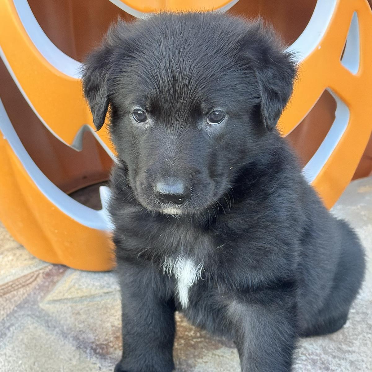 Chessie Pup - Chesney