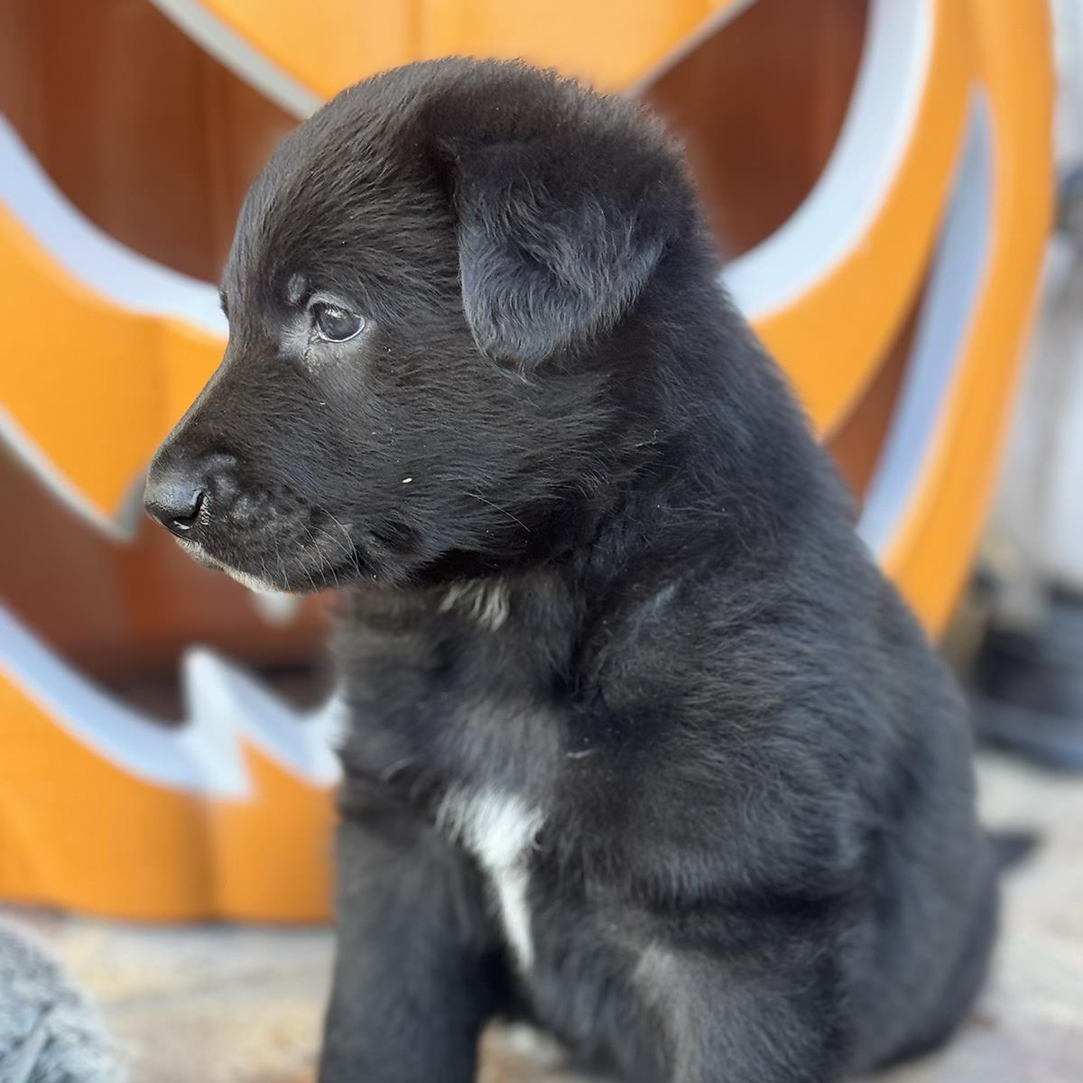 Chessie Pup - Chesney