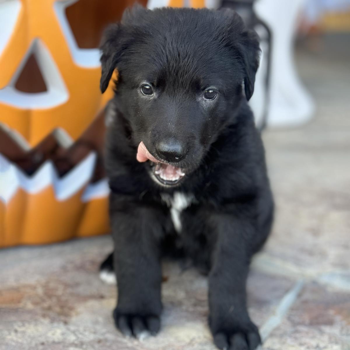 Chessie Pup - Chesney