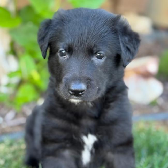 Chessie Pup - Chesney