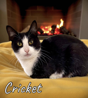 Cricket 125504