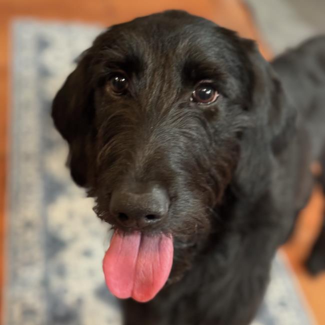 Ambrosia - (Medical)