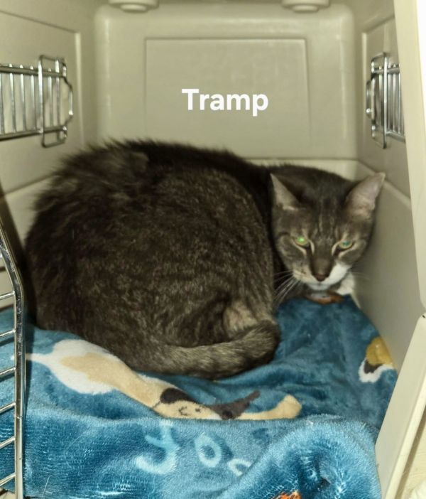 Tramp