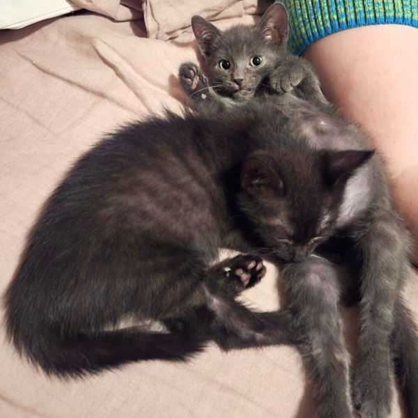 Nap &amp; Nudge Nostrand