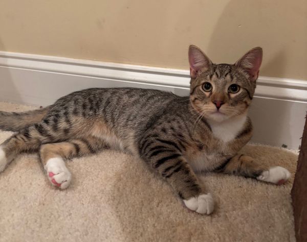 Wesley (&amp; Big Sur) bonded