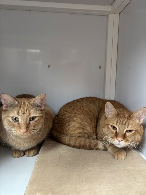 Nigel &amp; Cyril - bonded brothers