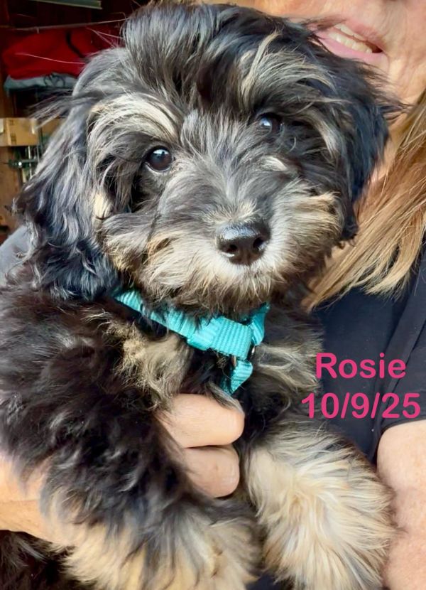 Rosie