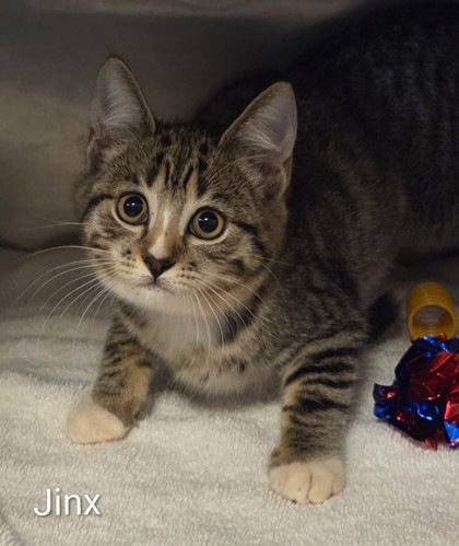 Jinx