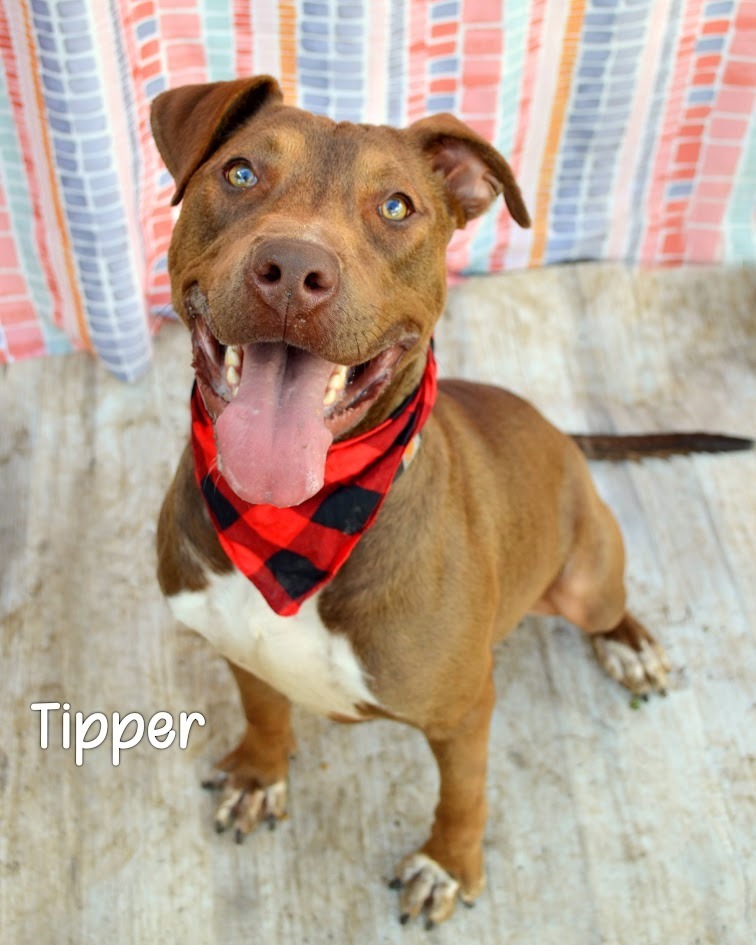Tipper