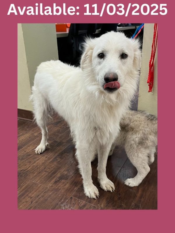 Dog Kennel # 6 Sophie