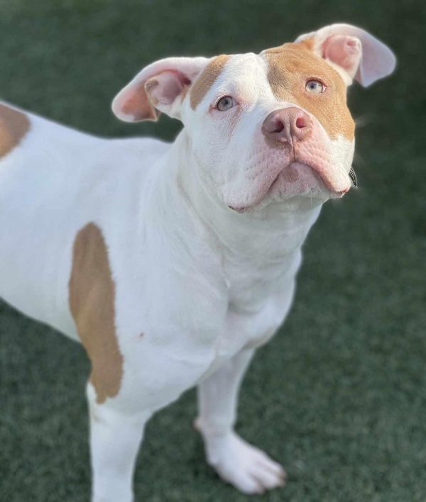 Found stray: Horchata