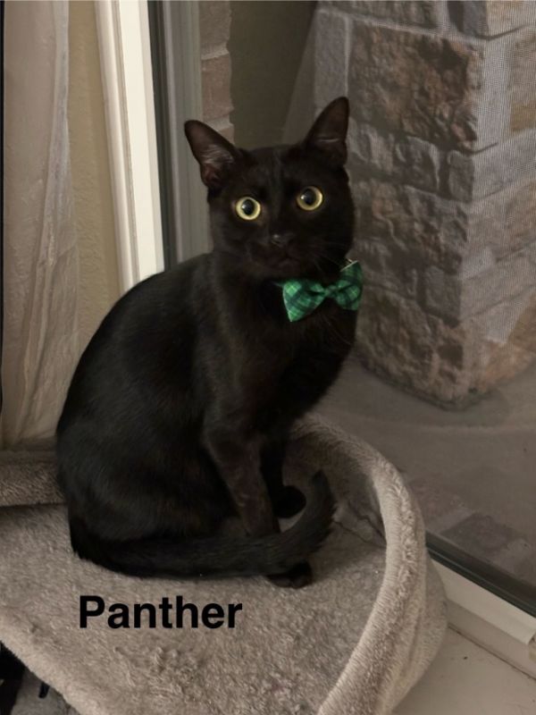Panther