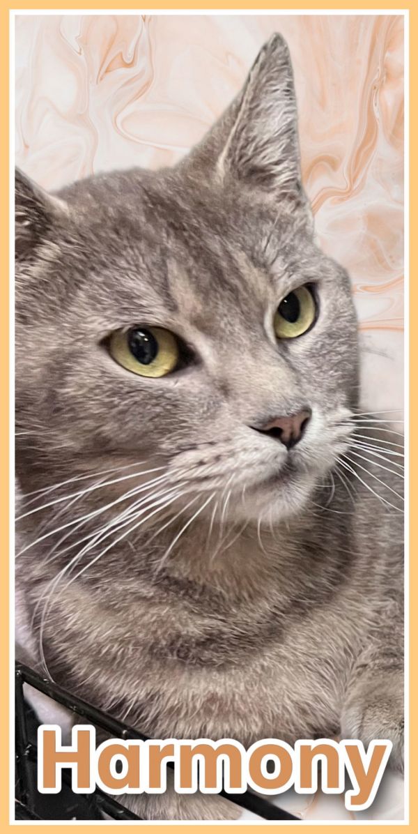 Harmony, Willoe Grove PA (FCID# 05/15/2025-115)