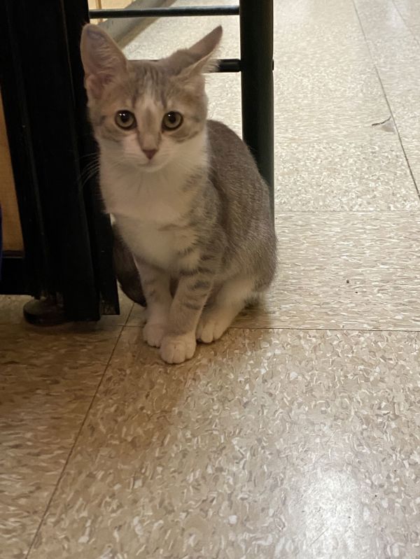 Phoebe, Willow Grove PS, (FCID 10/28/2025-153)