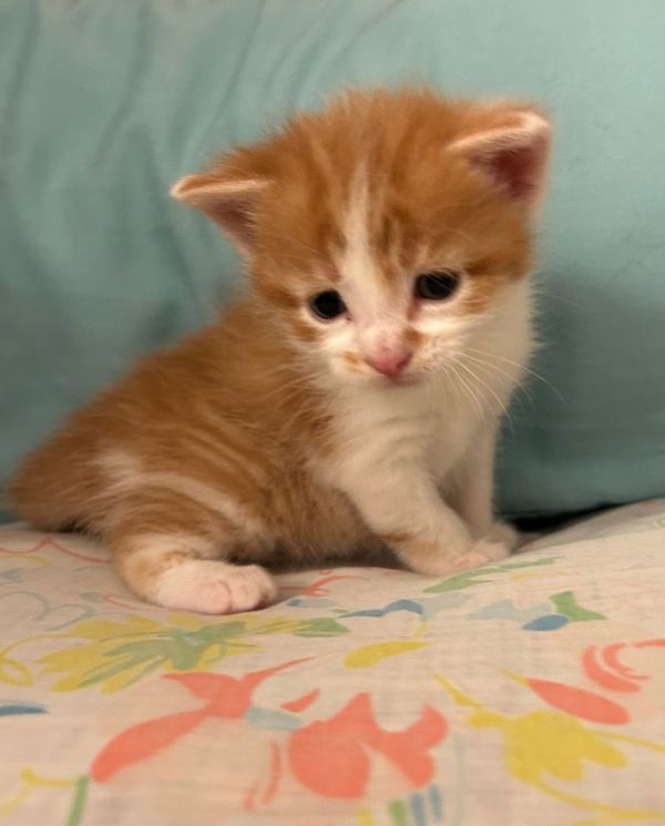 Del Monte (Available 12/19/25)