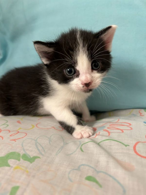 Drew (Available 12/19/25)